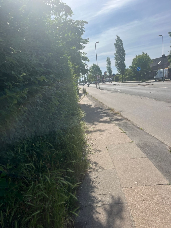 Klipping af hæk og fjernelse