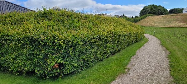 Klipning af bøgehæk