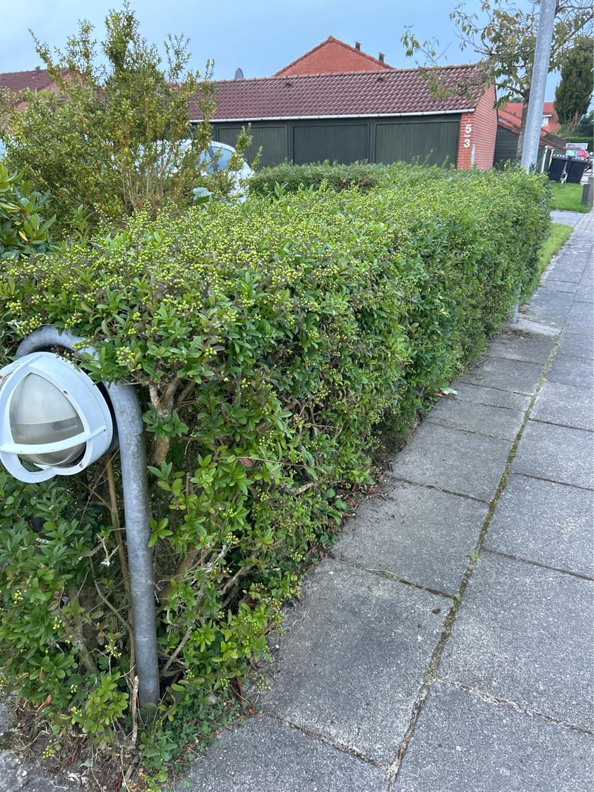 Fjernet 3 buske og et stykke hæk