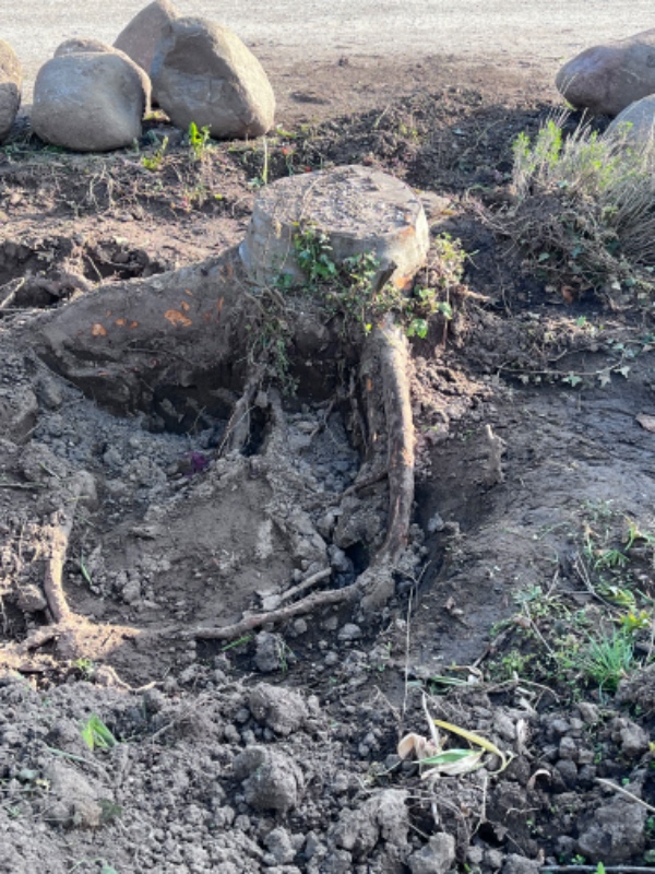 Fjernelse af træstub