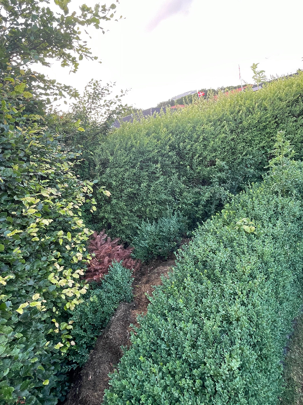 Hækkeklip + Ukrudtfjernselse