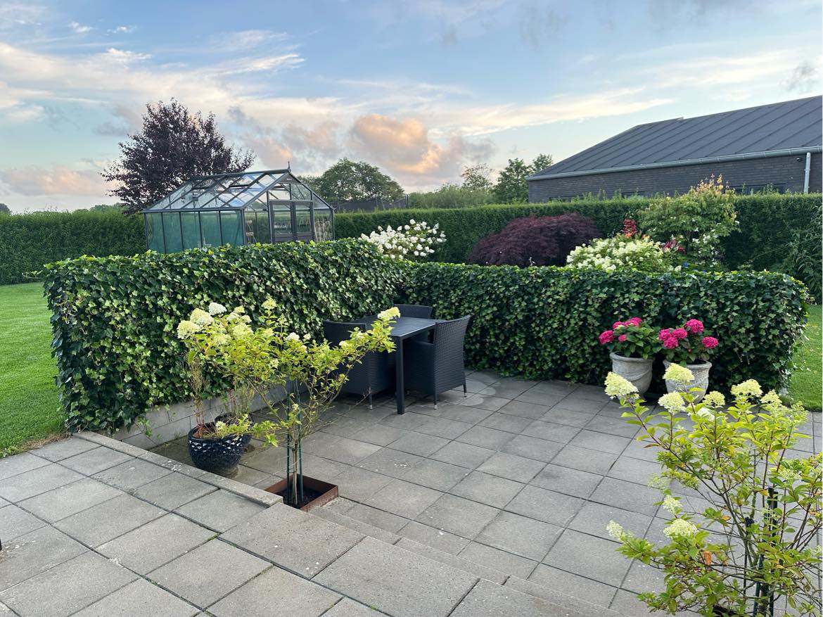 Hæk klipning - Ligusta + efeu