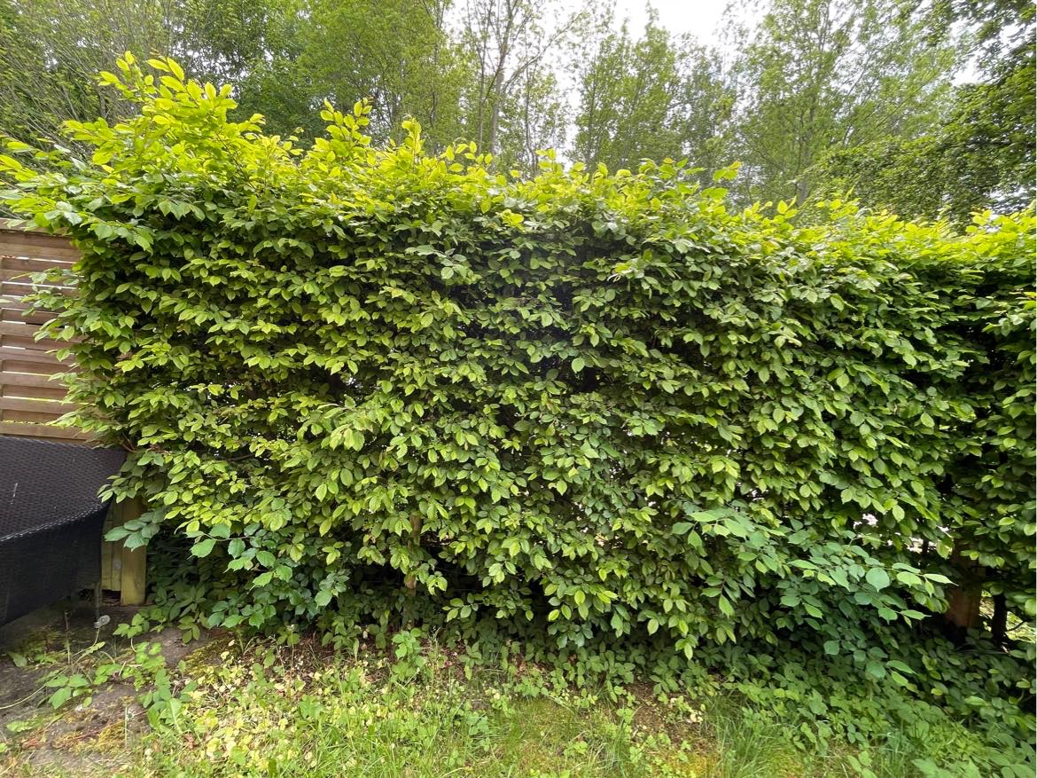 Hjælp til min jungle have