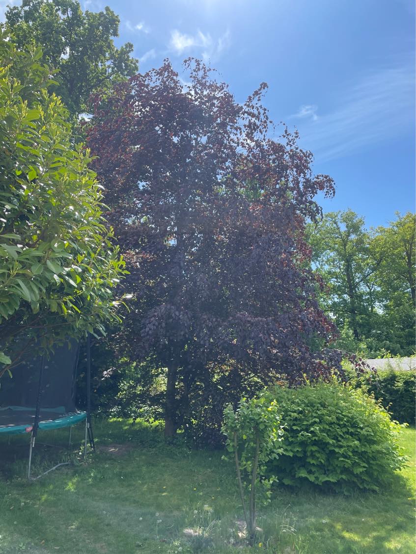 Fældning og bortkørsel af træ