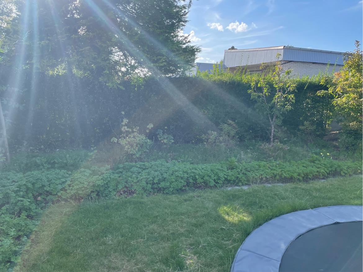 Klip 3 mindre stykker hæk