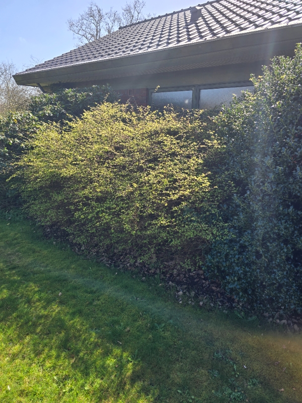 Hækfjernelse og græsslåning