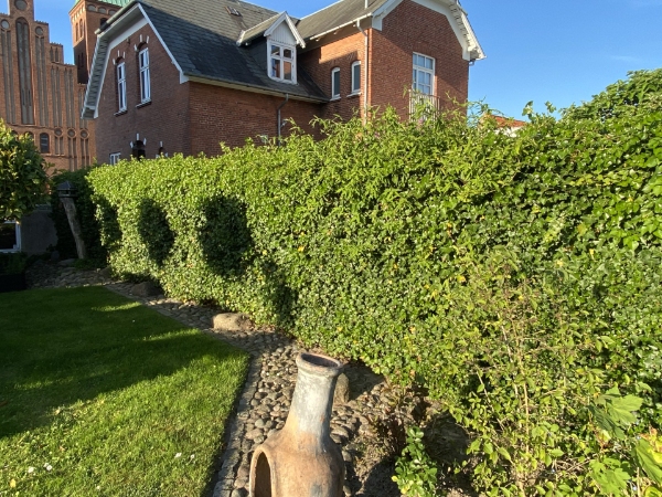 Hækklipning og affaldsfjernelse