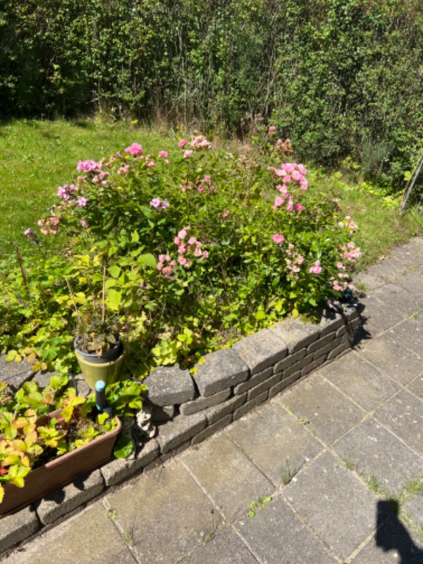 Græsslåning og fjernelse af ukrudt og klipning af bed