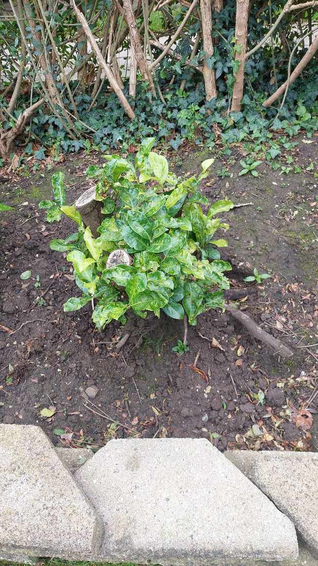 Havehjælp: Jeg vil gerne have fjernet en laurbær-kirsebær busk (klippet ned) og især roden.