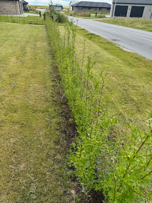 Lugning af ukrudt under hæk