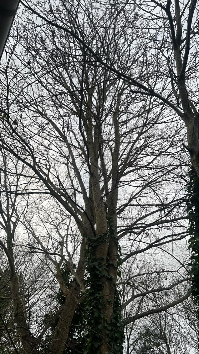 Træfældning og fjernelse