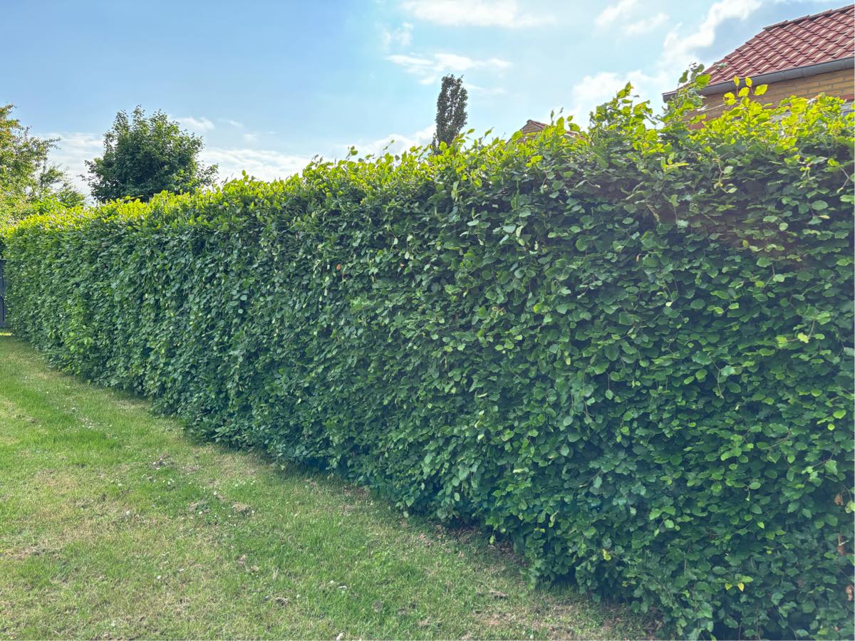 Klippet hæk + kørt det væk