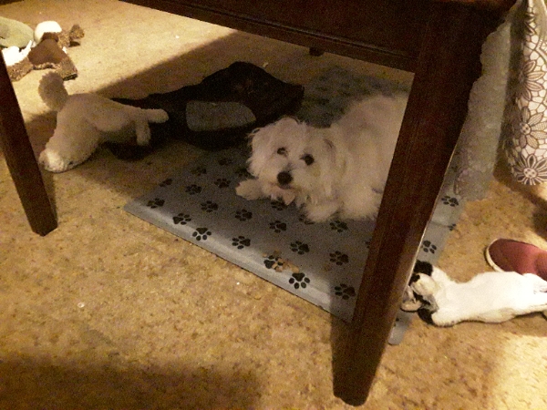 Pasning af hvalp hele dagen