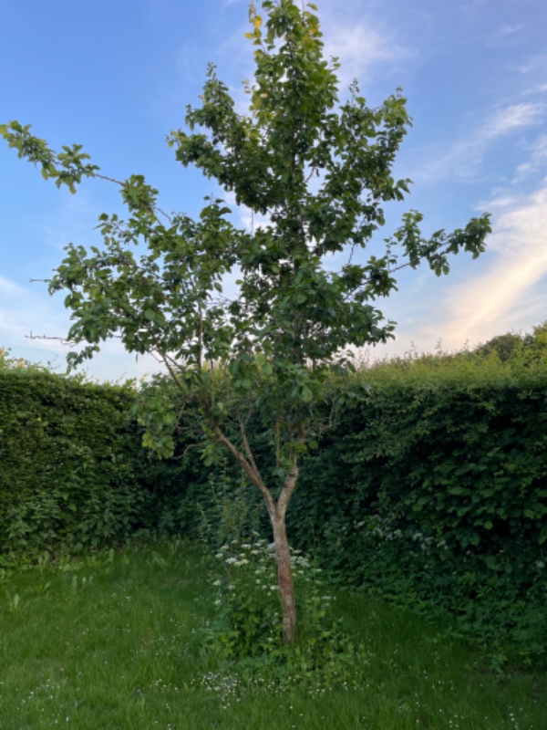 Fjernelse af træer og græsplæne