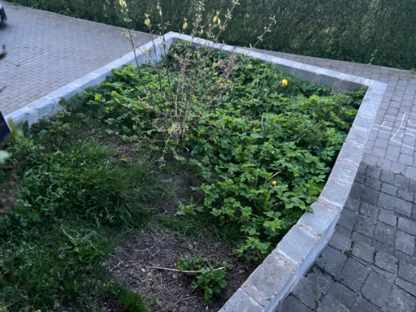 Ordnet have, ukrudt fjernes