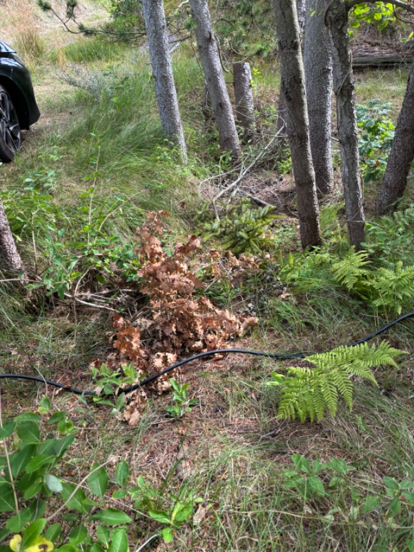 afhentning af afskårne træer og grene