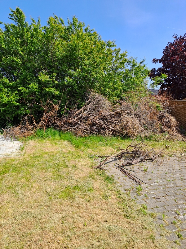 Hentet MEGET have-affald. Grene.