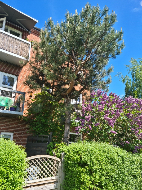 Fældet et fyrretræ