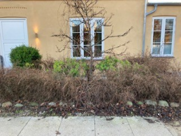 Forhave og baghave oprydning, klargøring og evt. ny beplantning