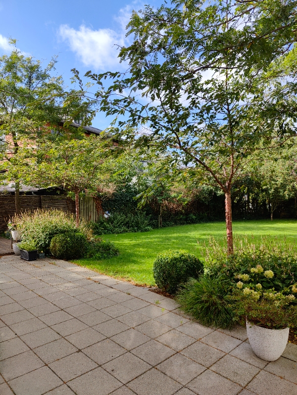 Beskæring af kirsebærtræer