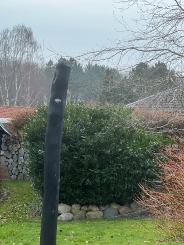 Beskæring og fældning af træer