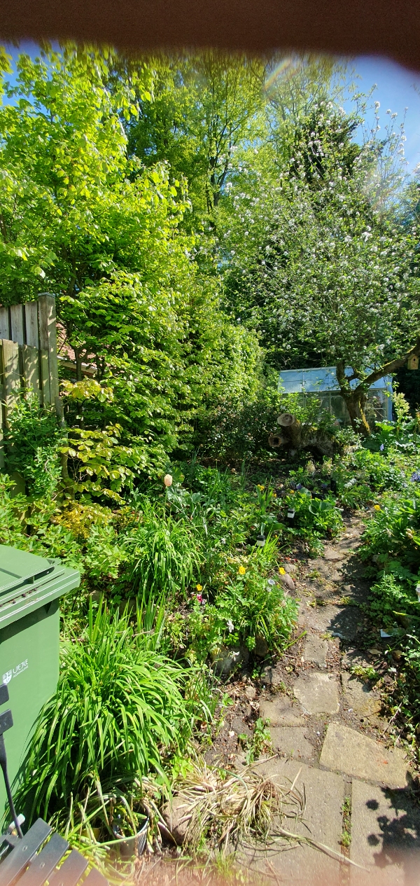 Pris på hækklipning