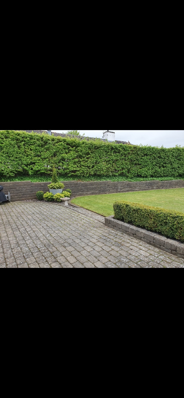 Klipning af høj lang hæk