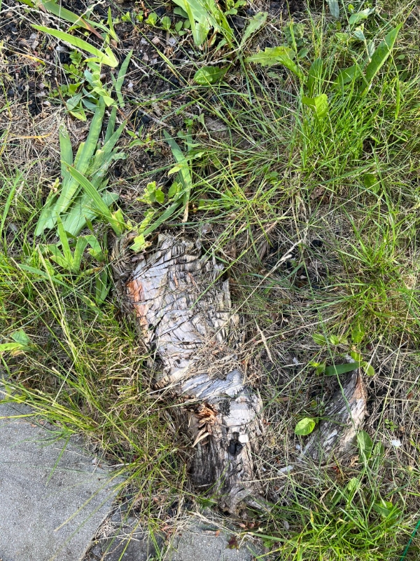 Fjerne træstubbe og buske