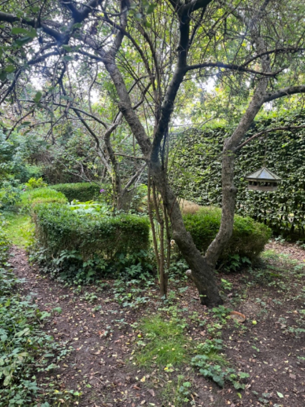 Flytning af 4 æbletræer