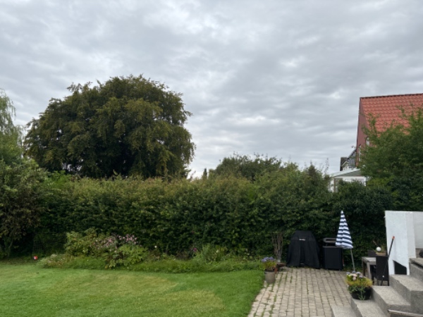 Hækklipning og græsslåning 