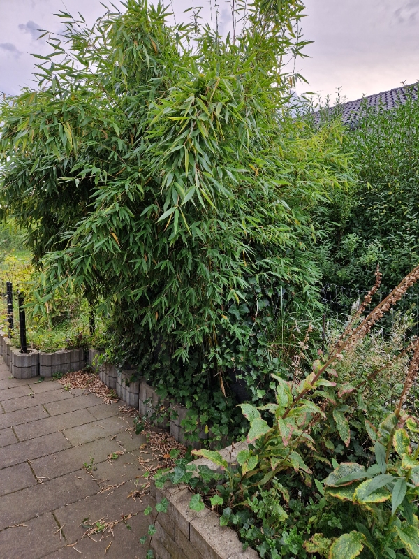 Stubfræsning af bambus