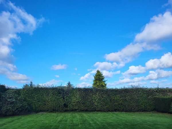 Klipning af høj lang hæk