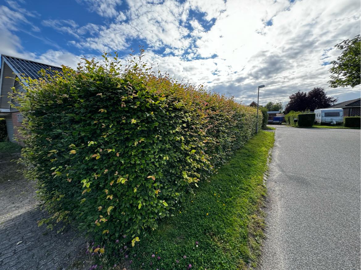 Hækklipning og græsslåning