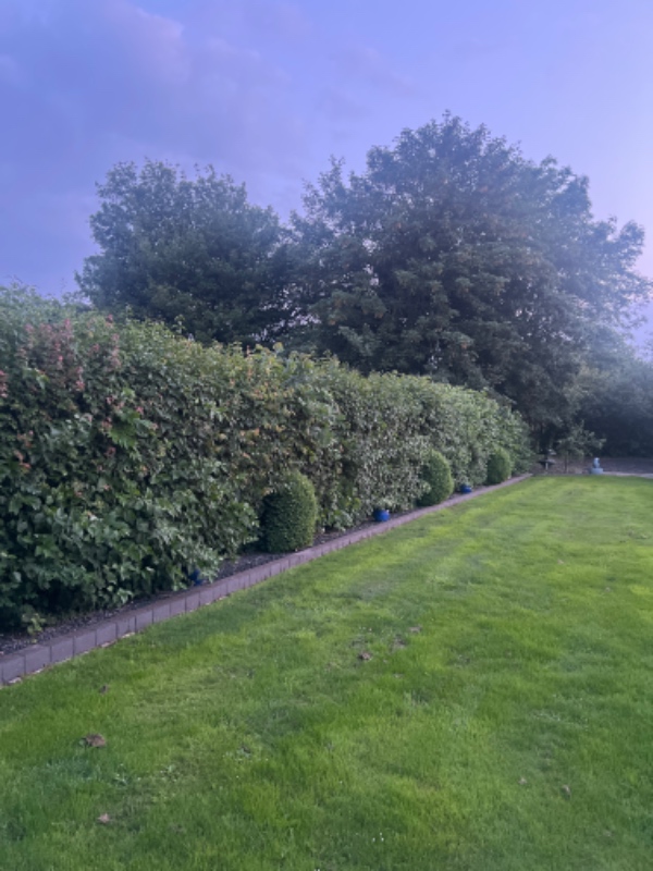 Hækklipning og beskæring af træer