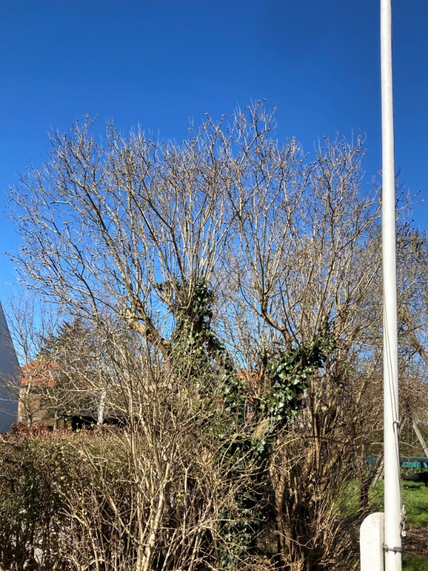 beskæring af træer