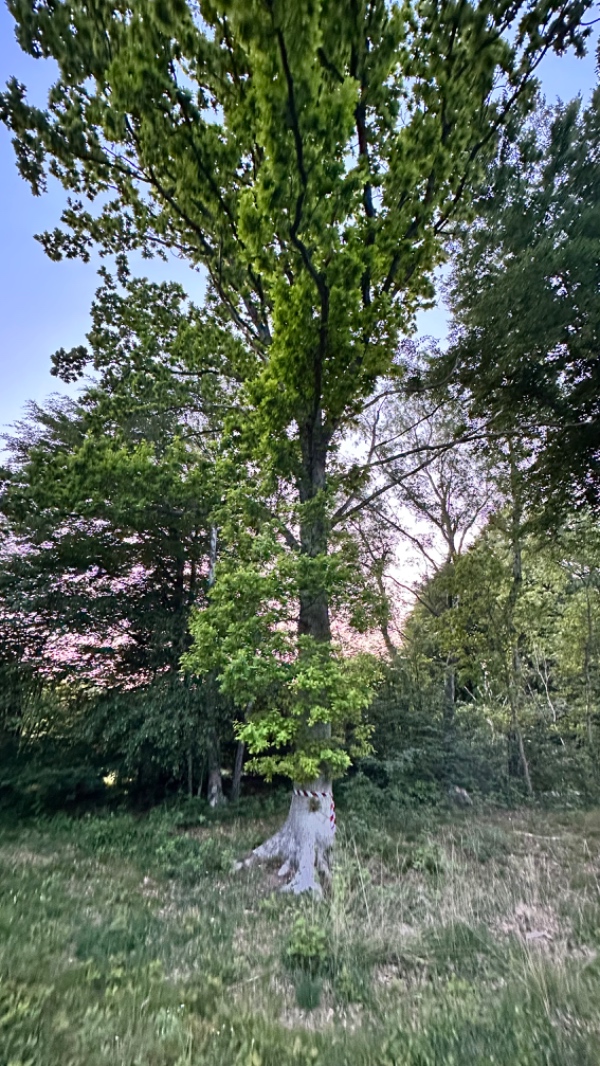 Fældning af 6 træer samt kløvning