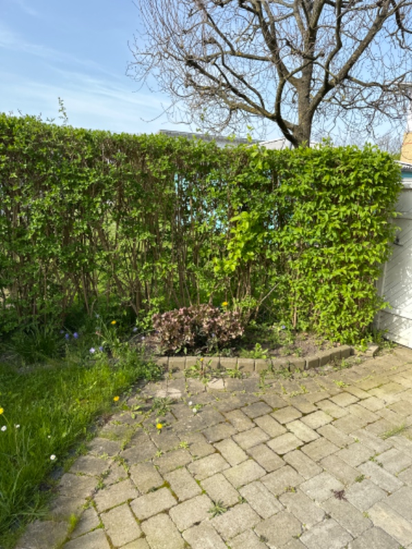 Trådnet op i have med eksisterende hæk