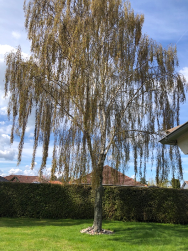 Fældning af birketræer