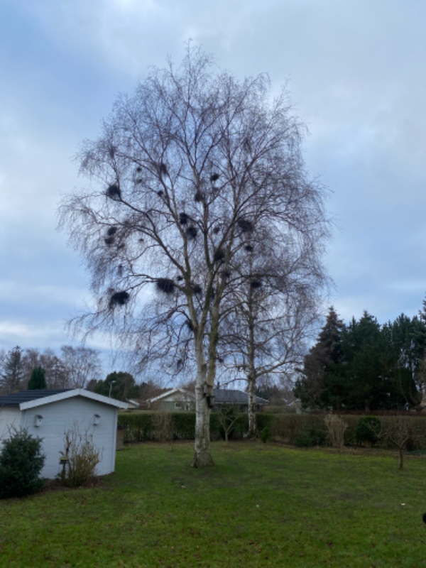 Et birketræ skal fældes. 35 år gammelt. Maelskifterne Rødvig.
