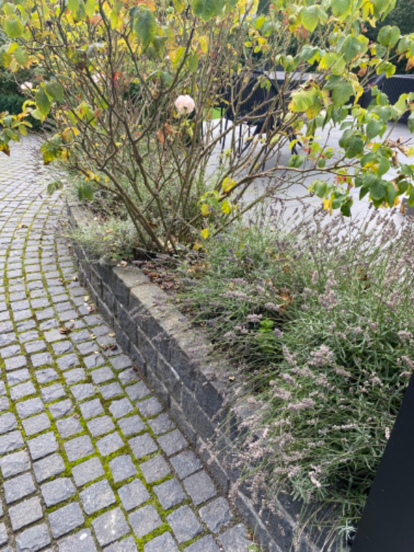 Lugning af 6 mindre bede samt klipning af roser