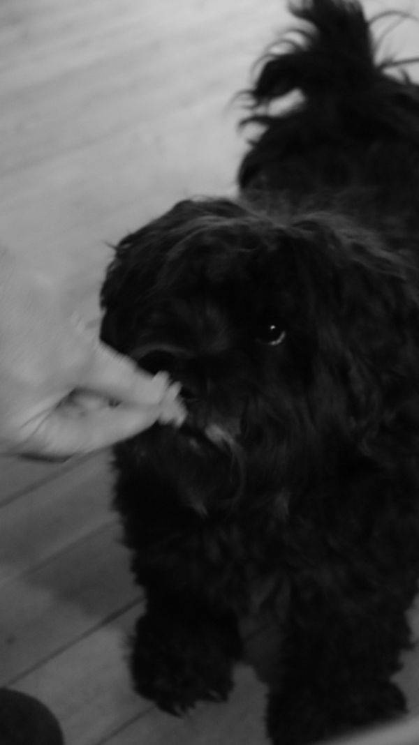 Passet en hund første uge i august