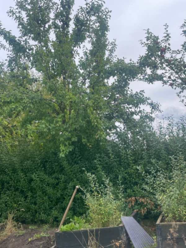 Fjern jord og skære træer