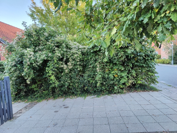 Fjerne hæk/træer, inklusiv rødder