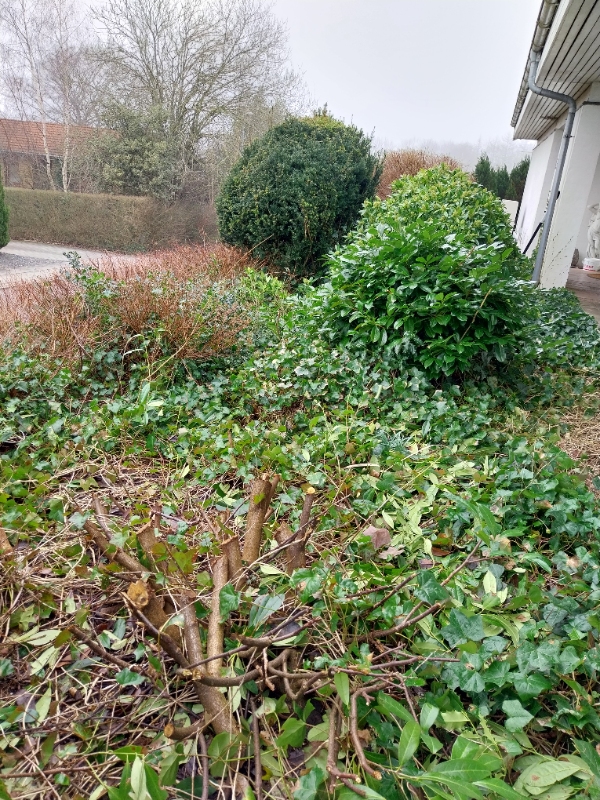 Rydning af forhave og trærod