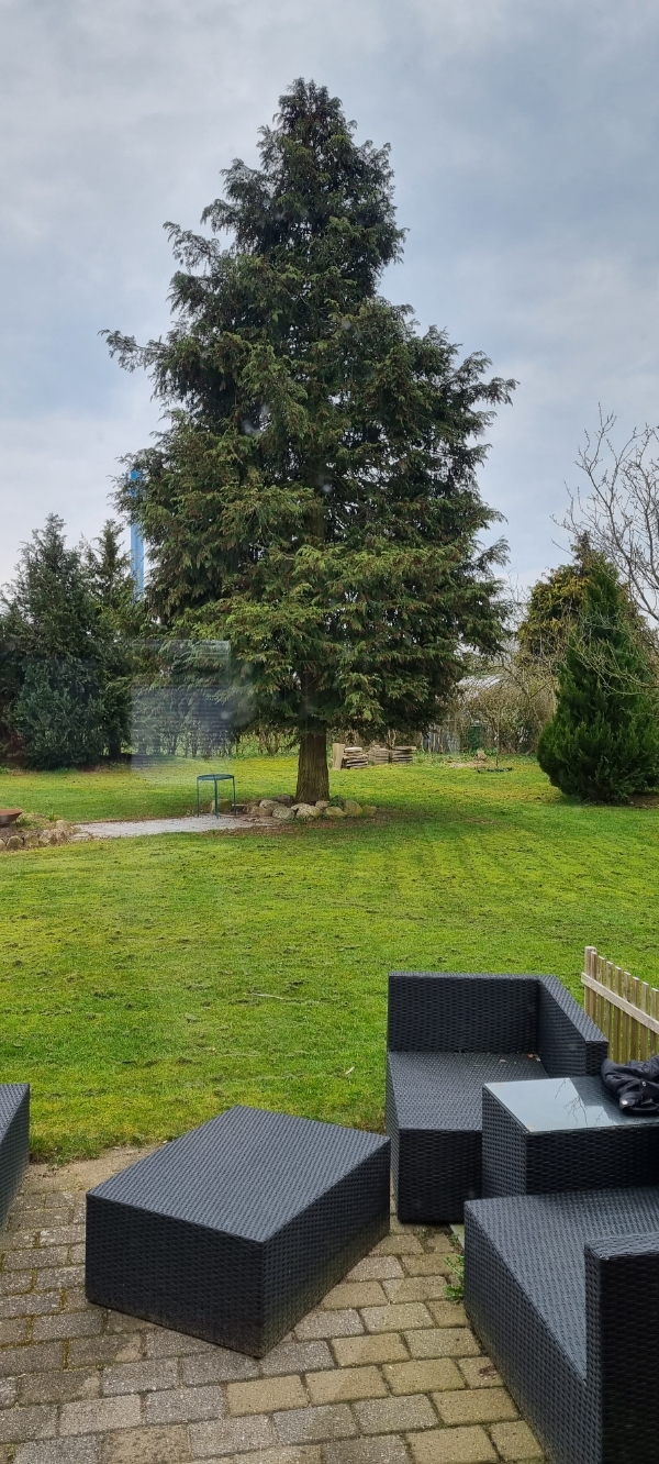 Fælde stort træ midt i haven