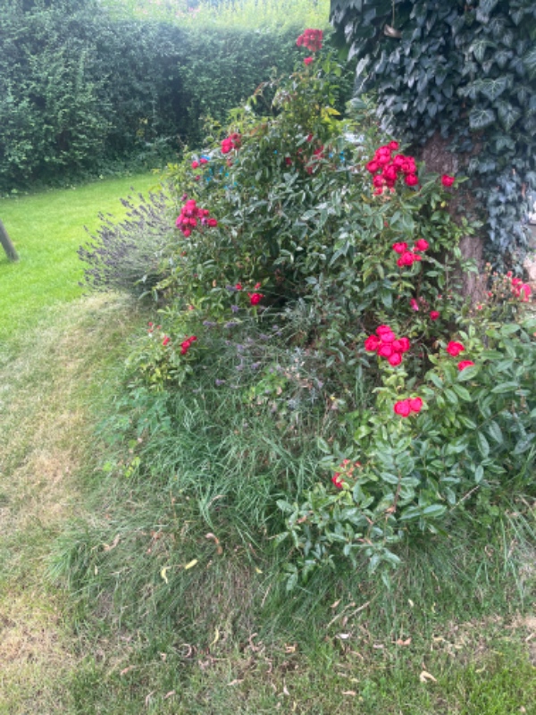 Havearbejde bed/og kanter langs indgang