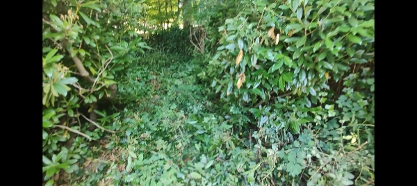 Haveoprydning en dag