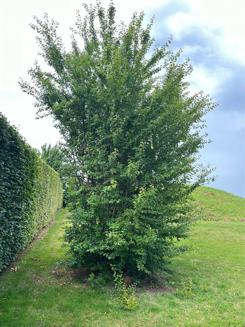 Fælde mindre træ og køre haveaffald bort