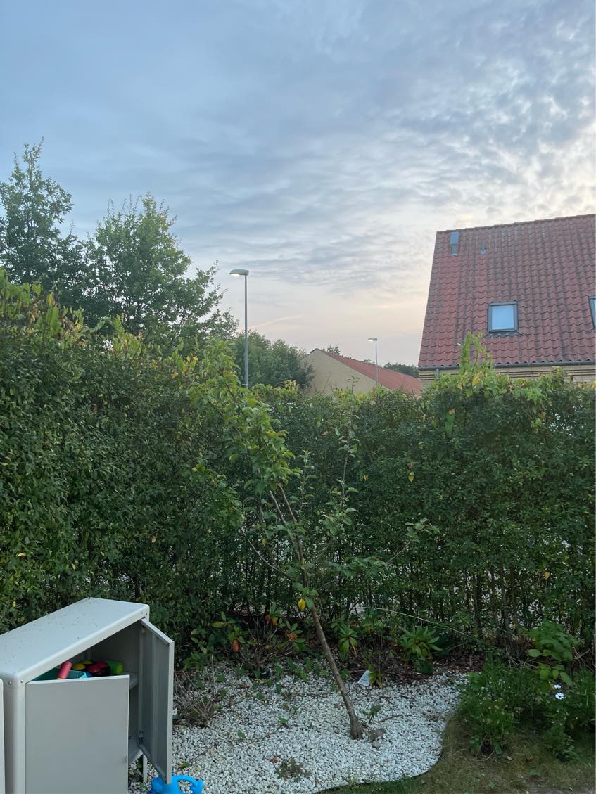 Klipning af hæk på begge sider og bortkørsel af affald. Ca. 40m2