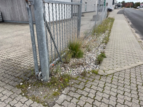 Ukrudt langs udvendigt hegn